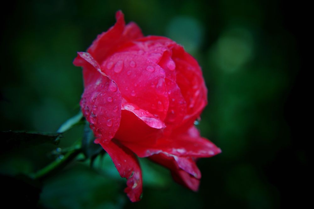 DSC_0251.jpg