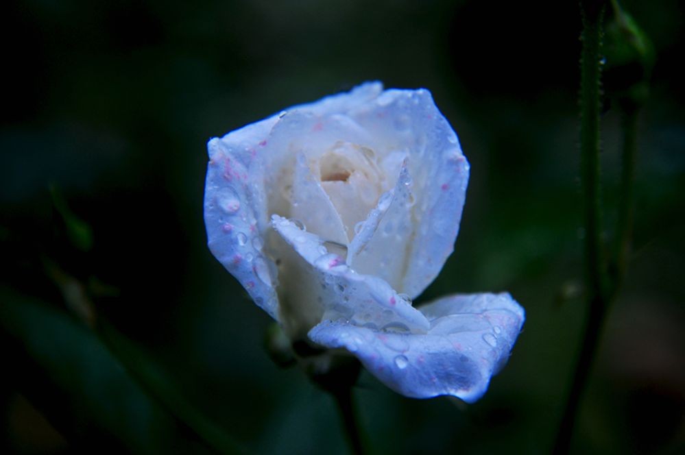 DSC_0252.jpg