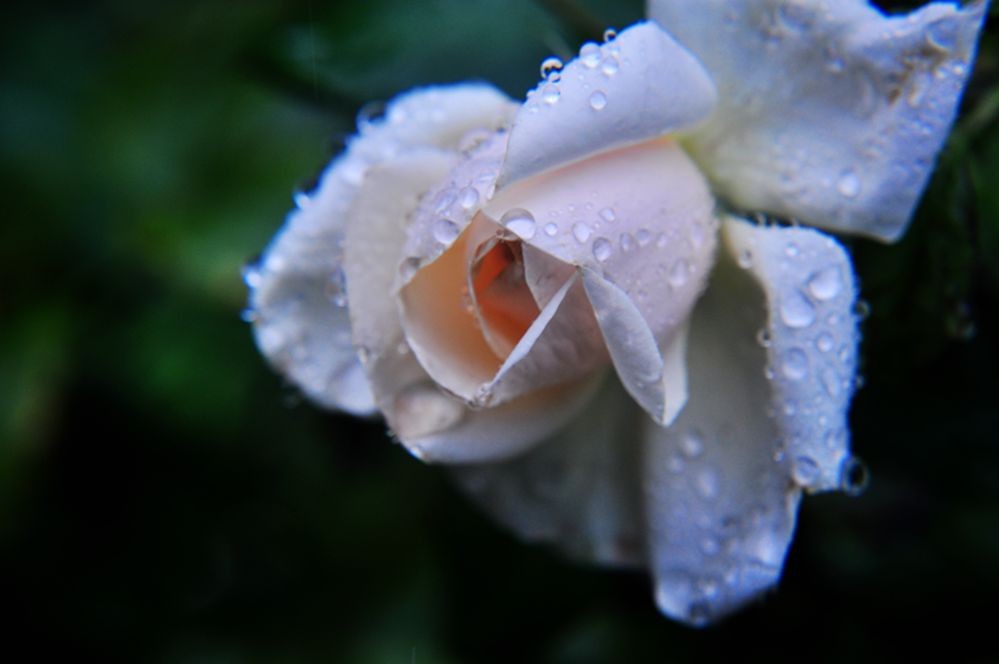 DSC_0254.jpg
