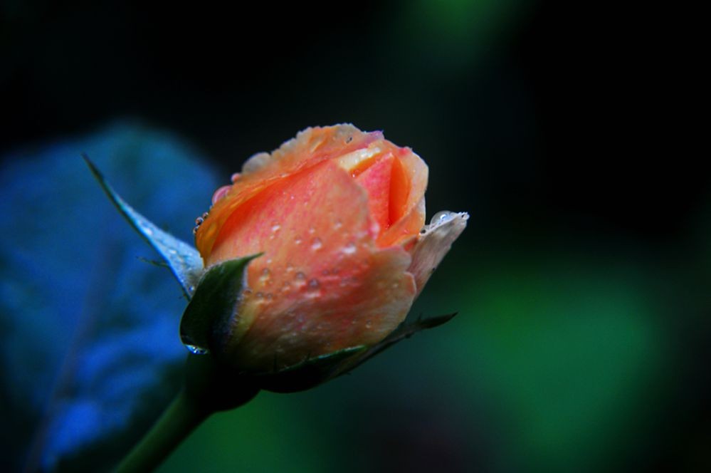 DSC_0260.jpg