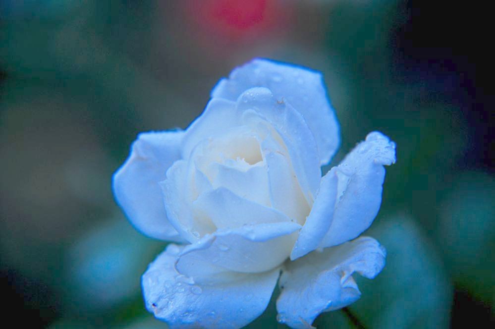 DSC_0261.jpg