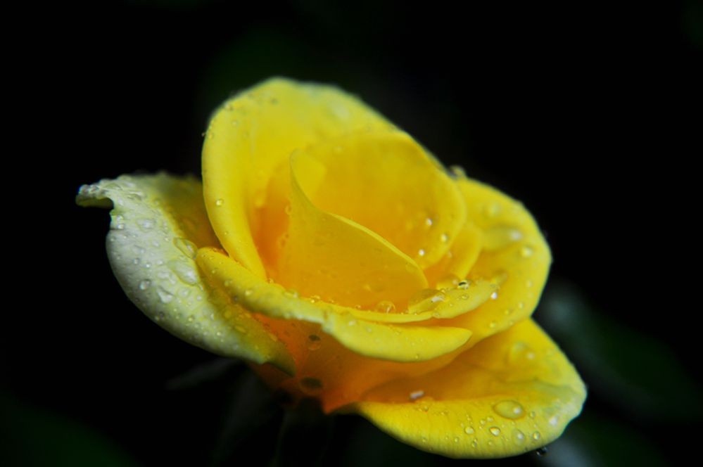 DSC_0263.jpg