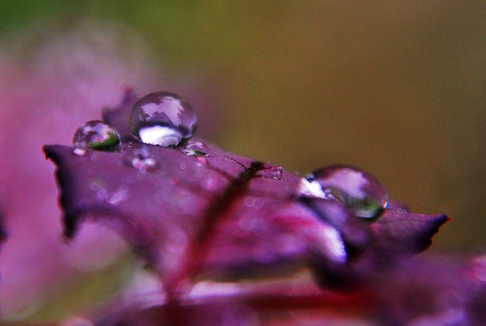 DSC_0296.jpg