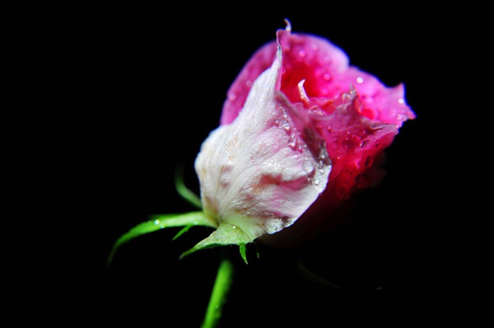 DSC_0250.jpg