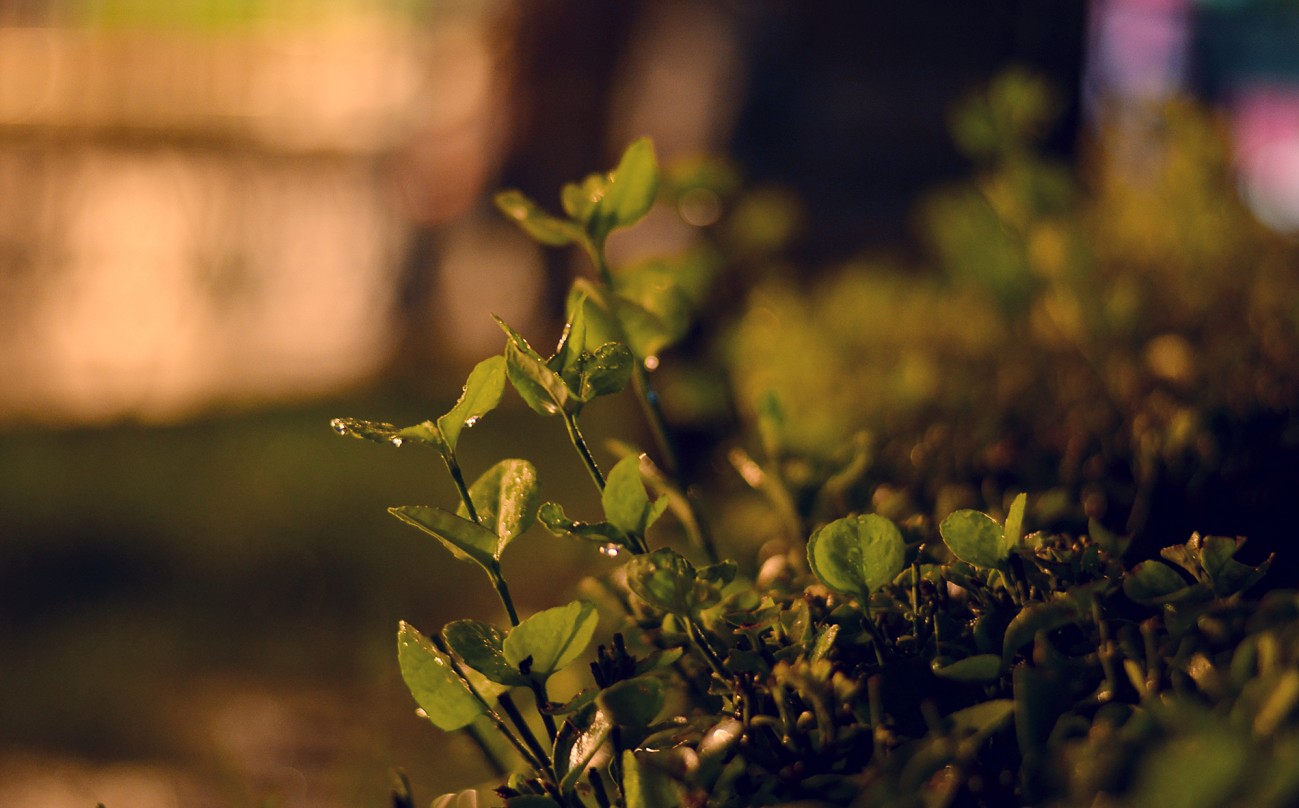 雨景