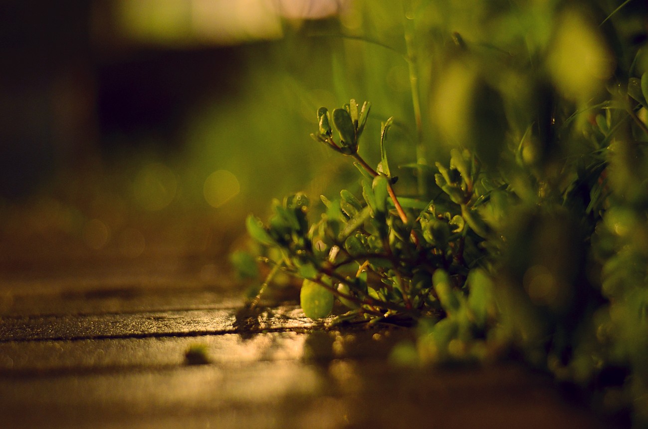 雨景