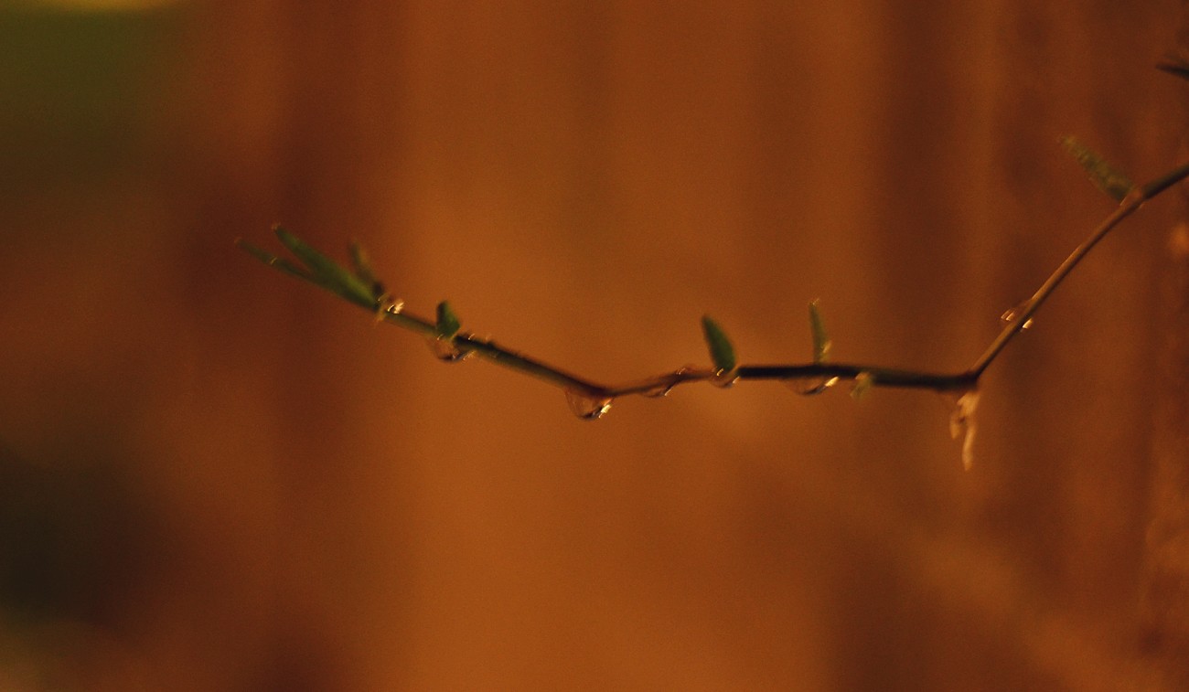 雨景