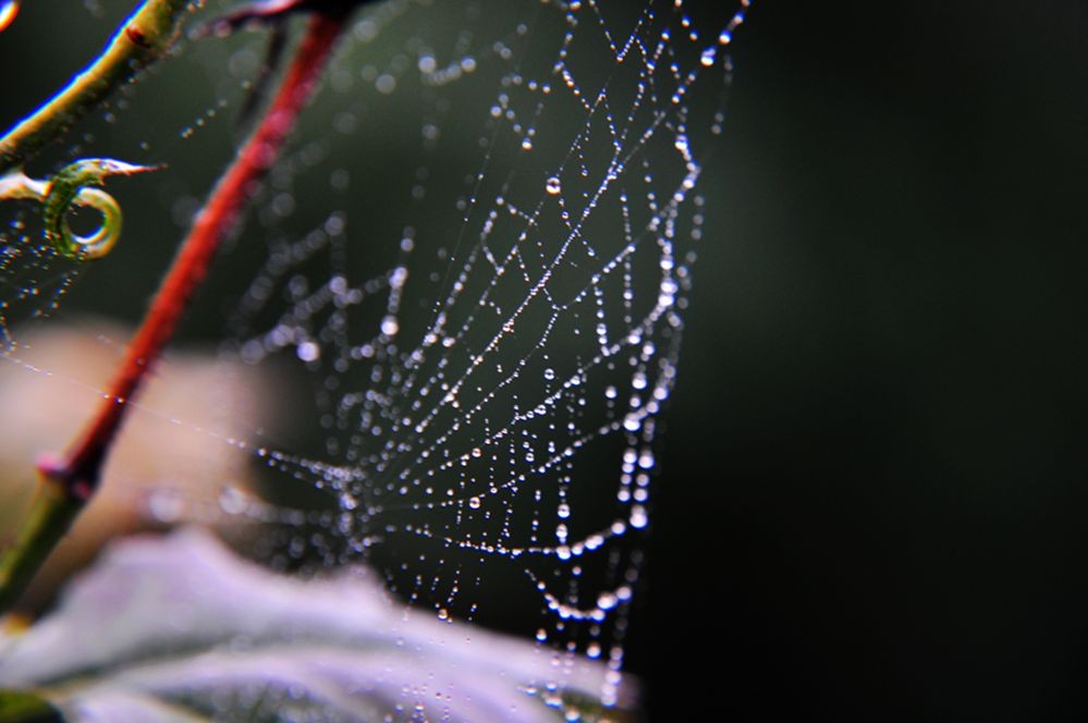 DSC_0297.jpg
