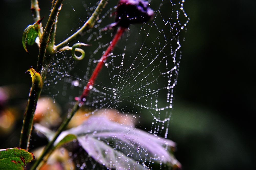 DSC_0302.jpg