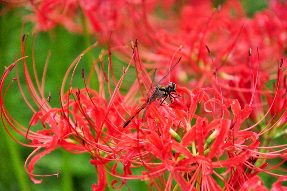 DSC_0453.jpg
