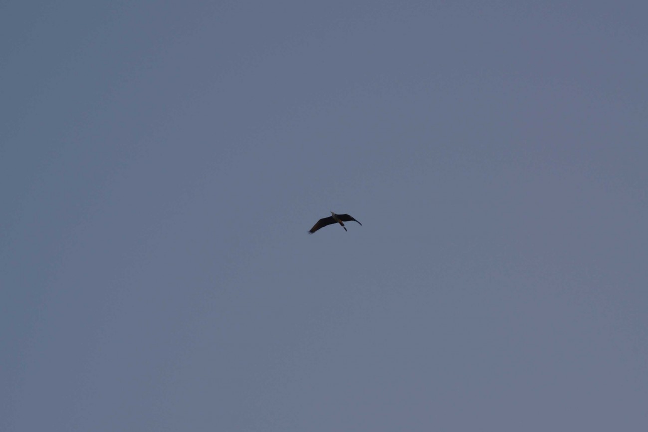 LXC30815.JPG