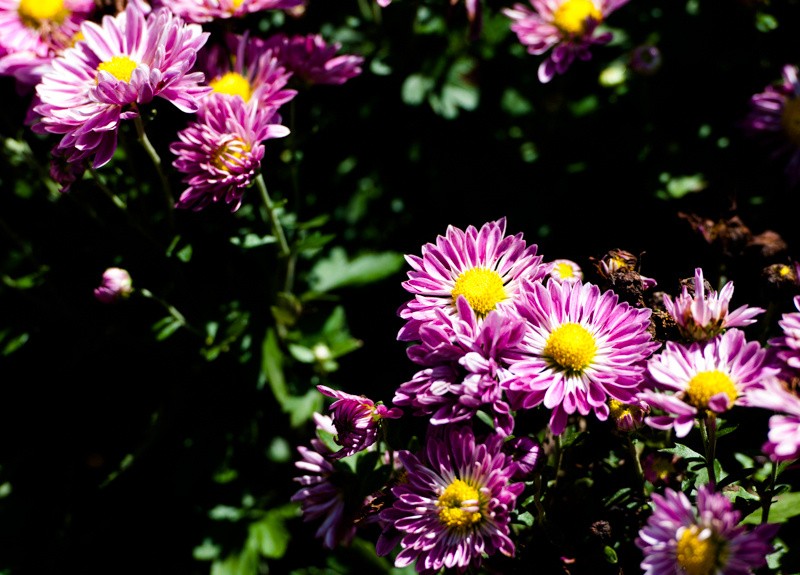 DSC_2552.JPG