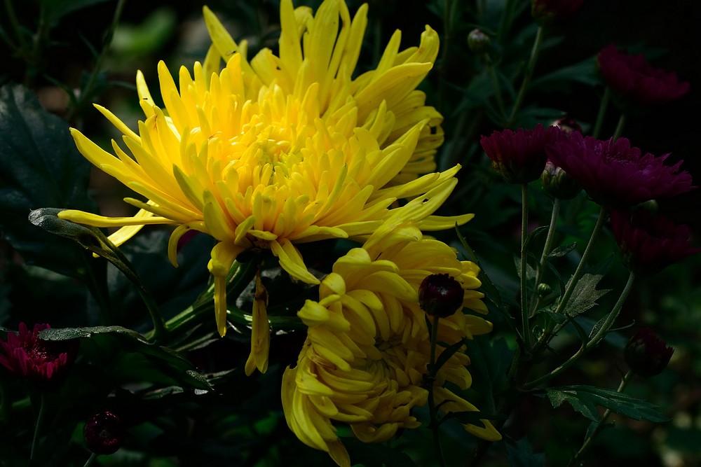 03菊花DSC_0888.jpg