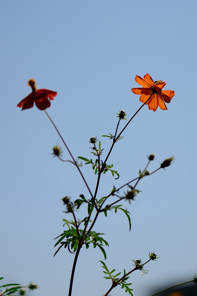 05DSC_0917.jpg