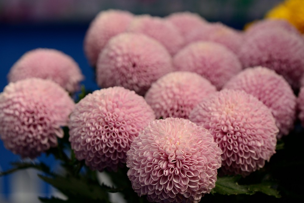 06菊花（粉乒乓）.jpg
