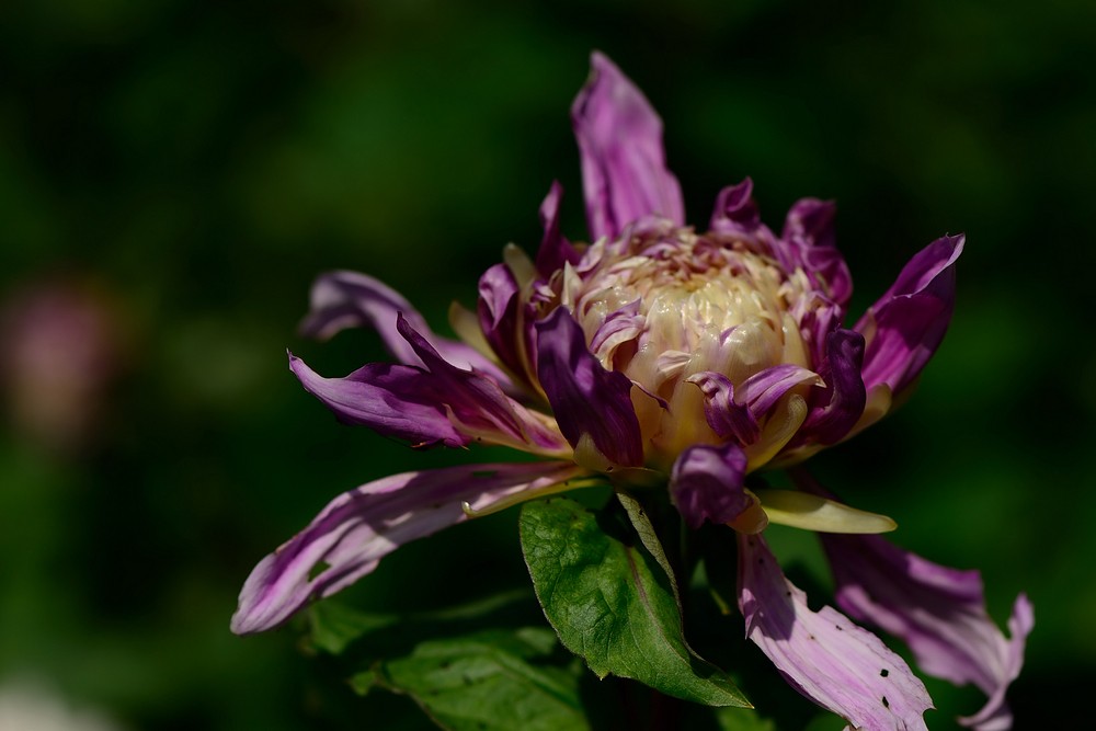 07大丽花1.jpg