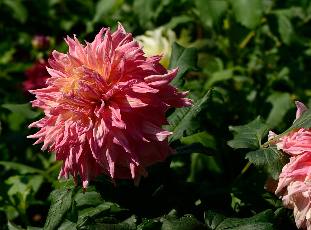 08大丽花4.jpg