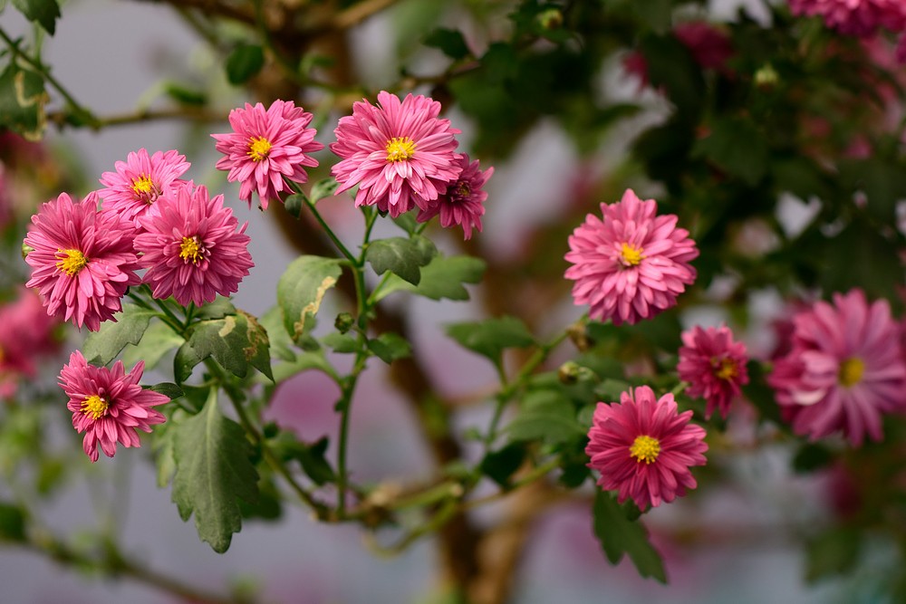13菊花DSC_0944(2).jpg