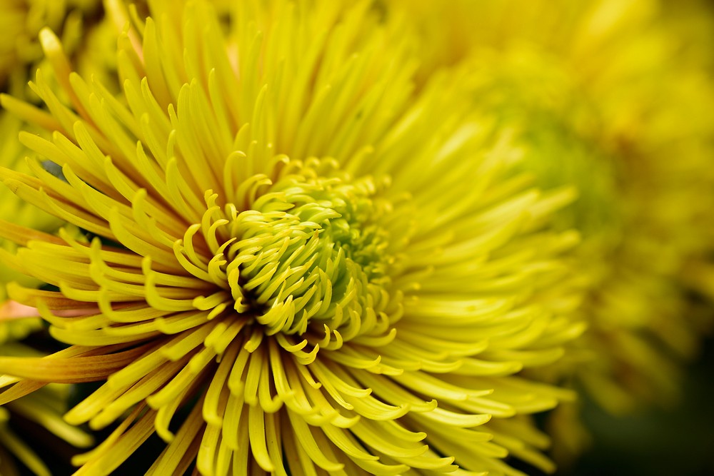 16菊花DSC_0942.jpg
