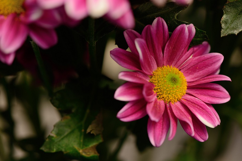 18菊花DSC_0955.jpg