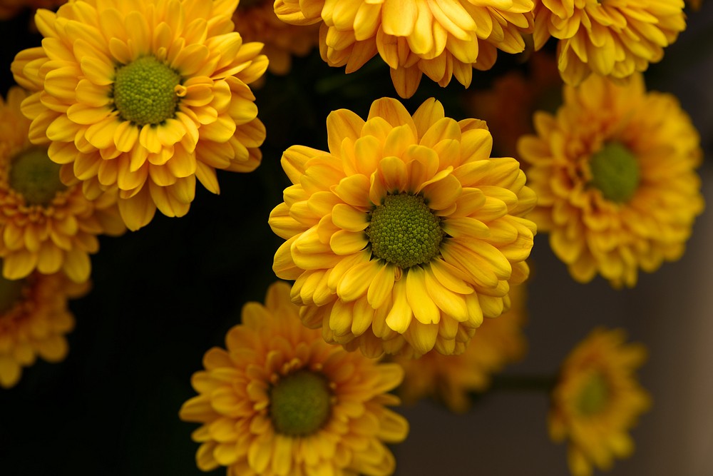 菊花（桔星）.jpg