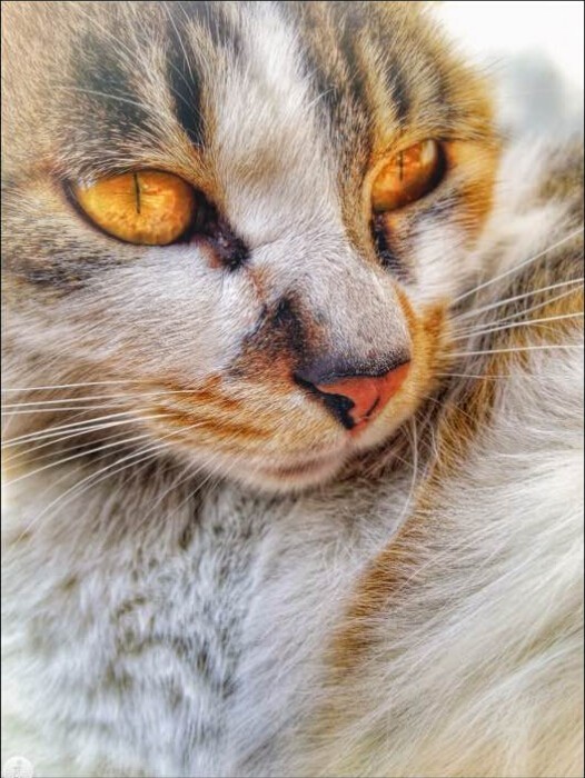 流浪猫
