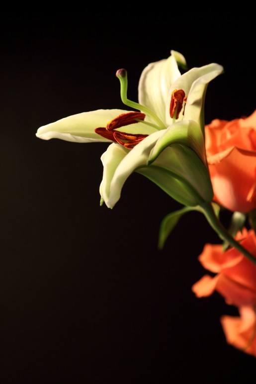 DPP_0045.JPG