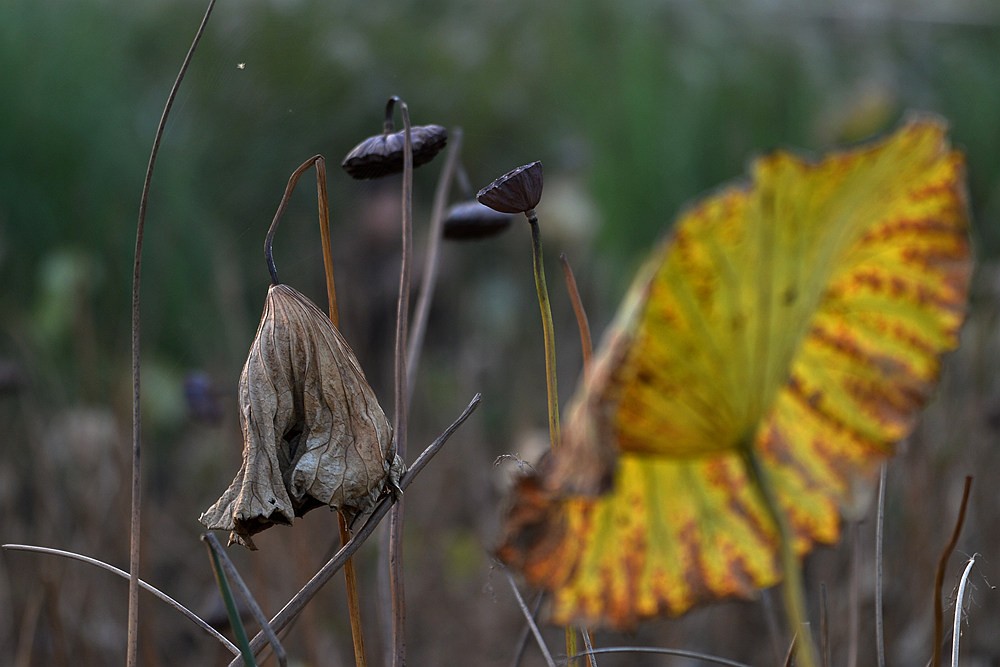 D4A_5208.jpg