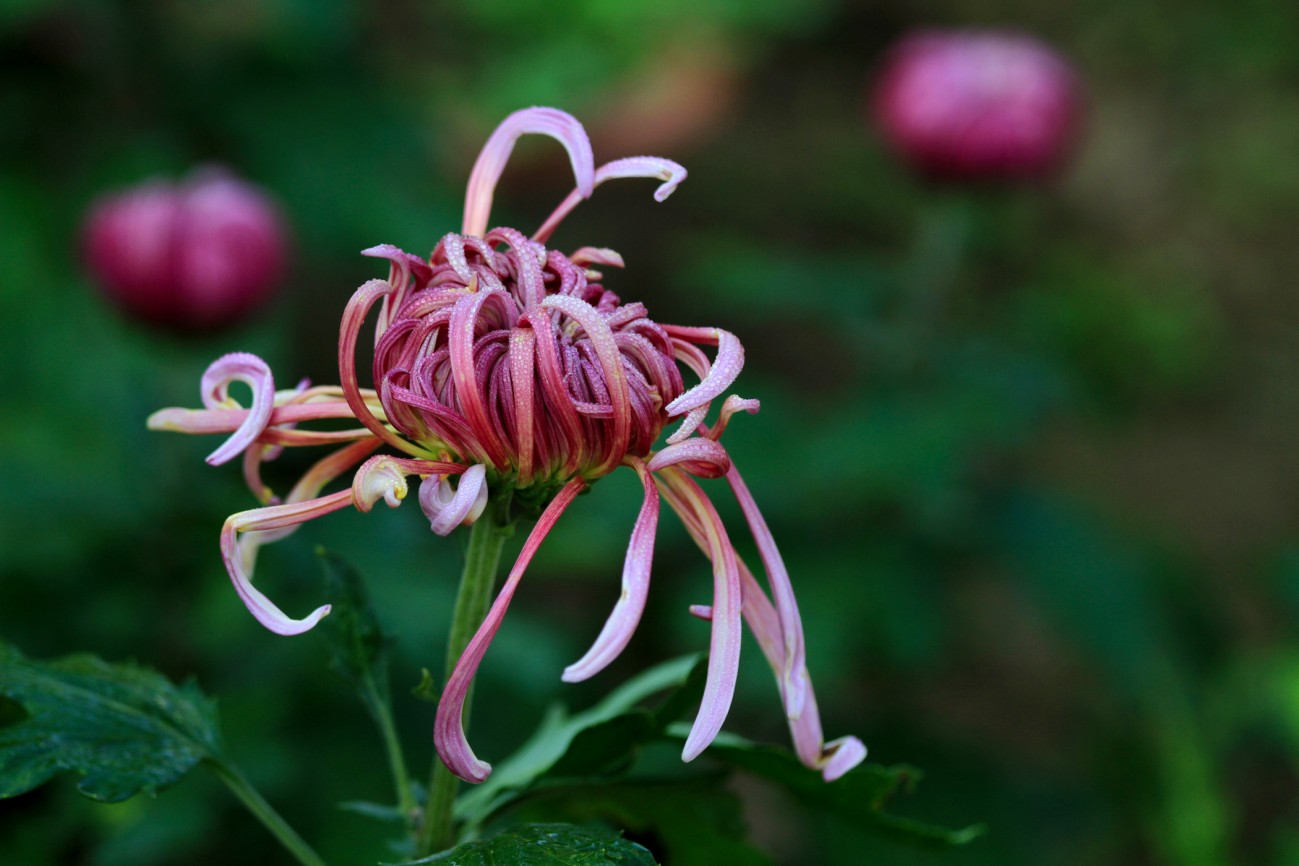 菊花-7-1.jpg