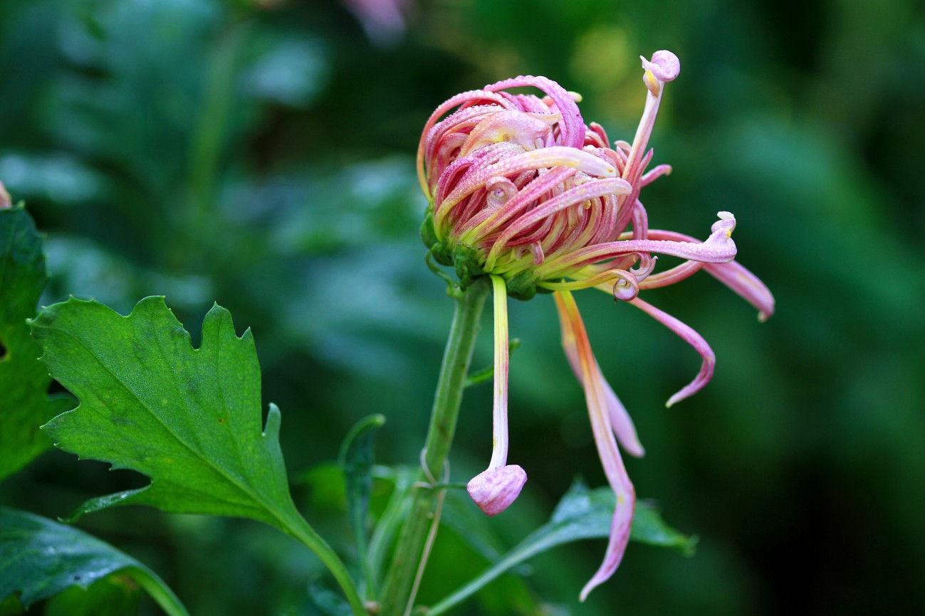 菊花-6-1.jpg