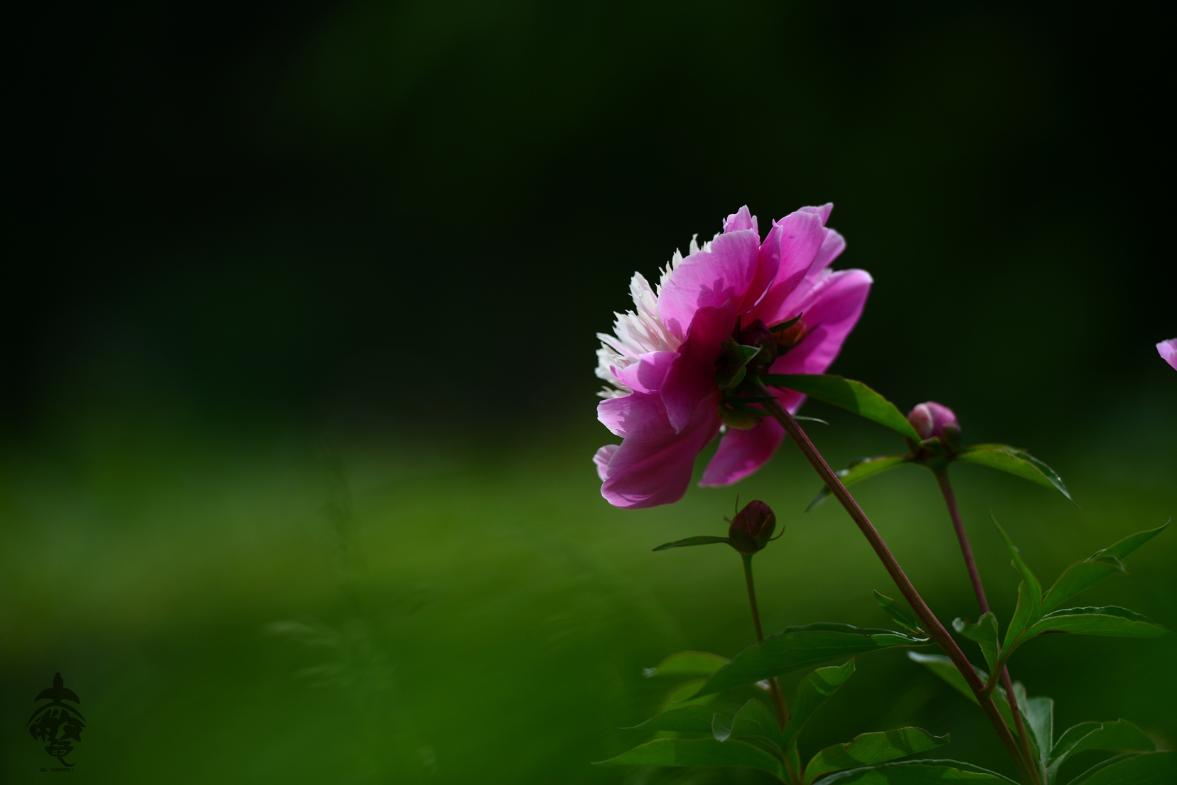 DSC_5439_副本.jpg