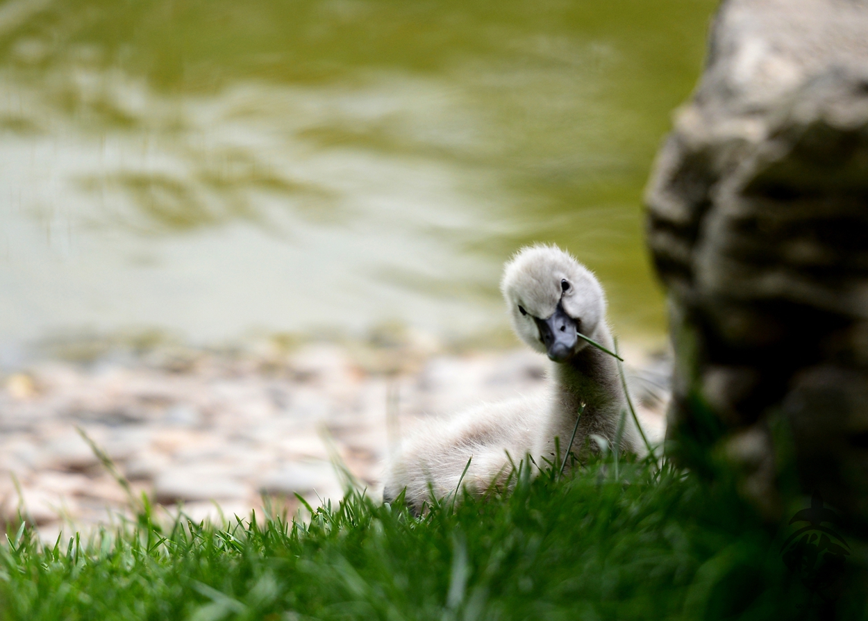 DSC_5900_副本.jpg