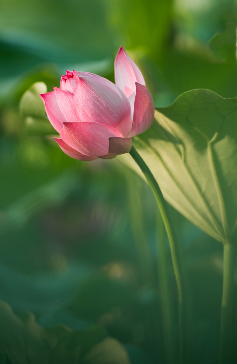 DSC_7459.jpg