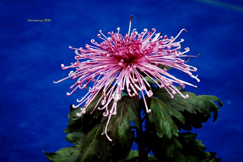 DSC08263_副本v.jpg
