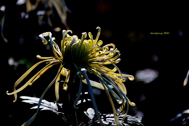 DSC08493_副本vv.JPG