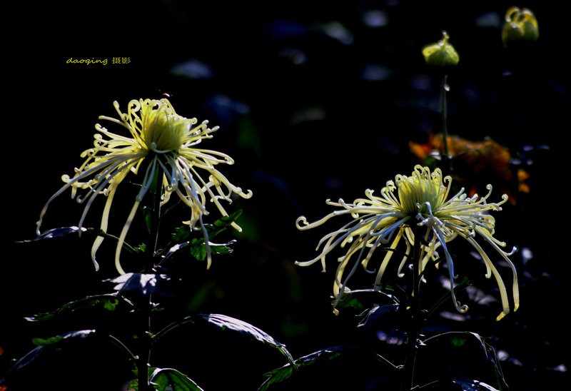 DSC08529_副本vv.JPG