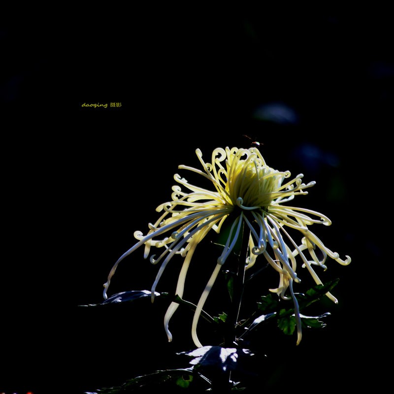 DSC08528_副本vv.JPG