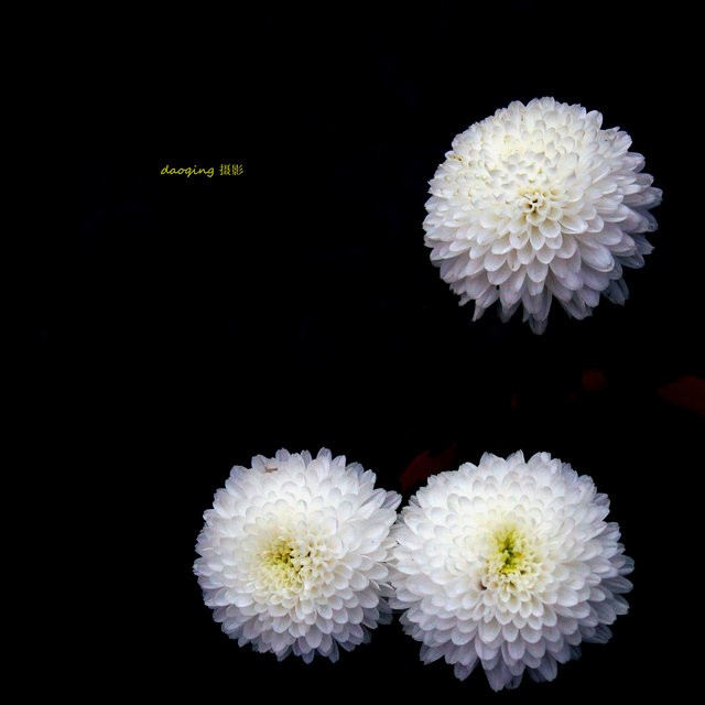 DSC08601vv.jpg