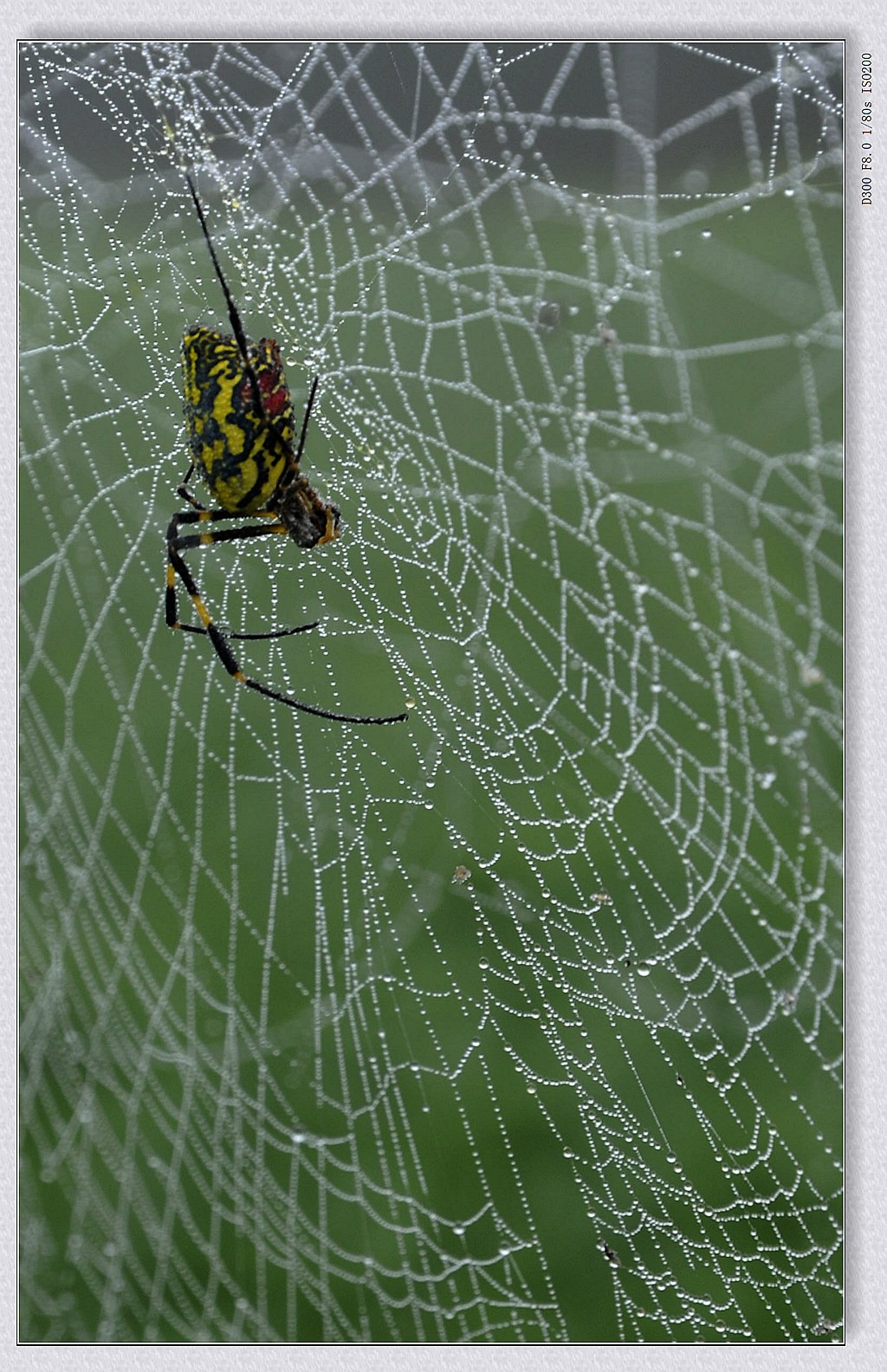 _DSC8481.jpg