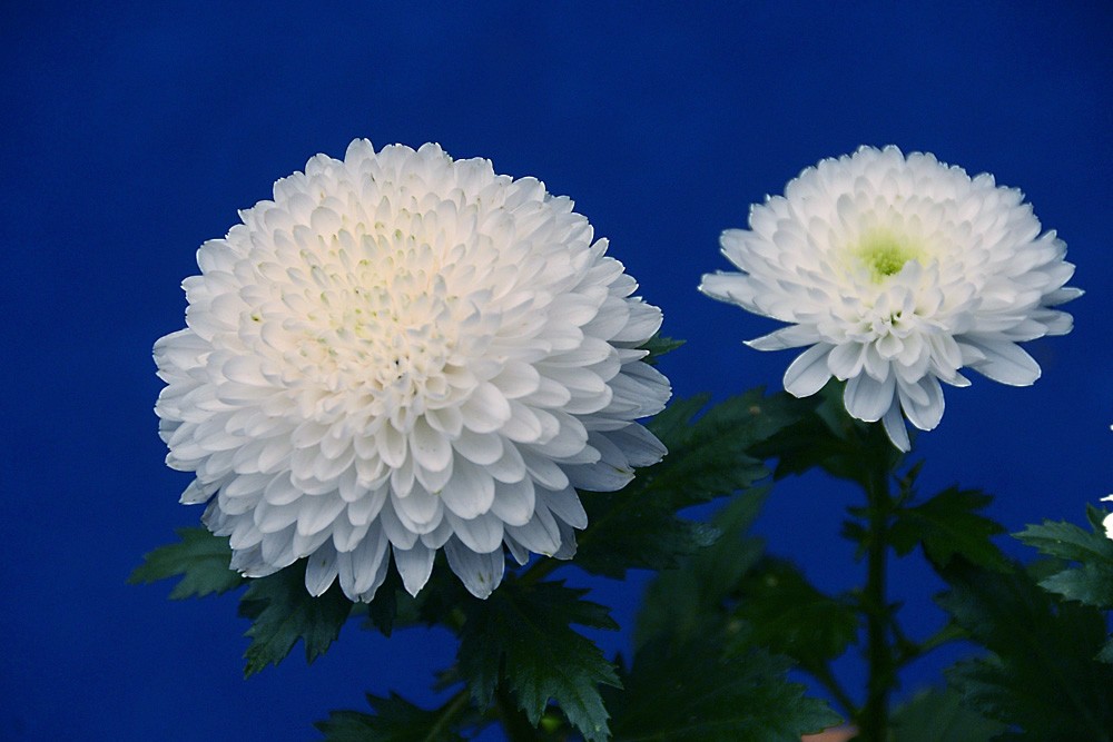 白菊花 (2).jpg