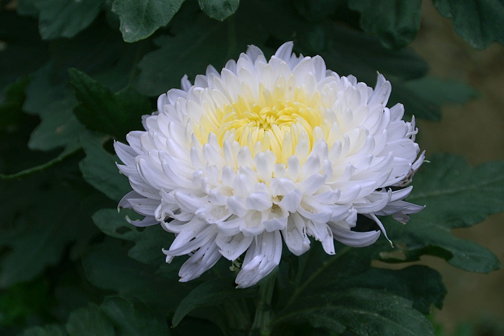 白菊花 (3).jpg