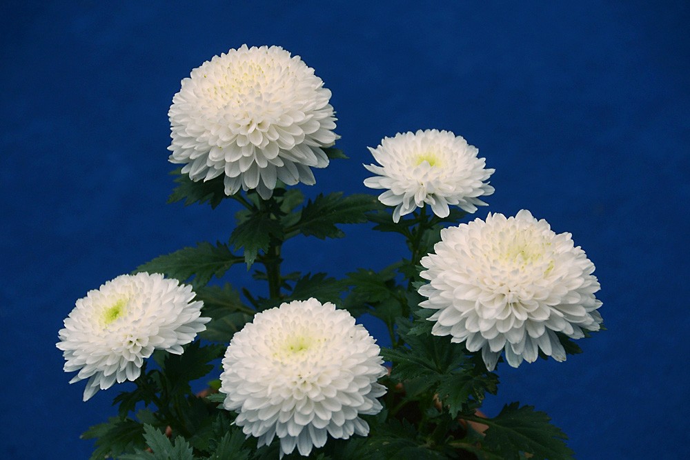 白菊花 (4).jpg