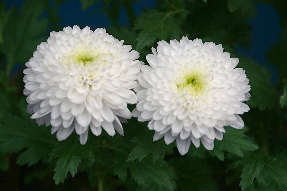 白菊花 (5).jpg