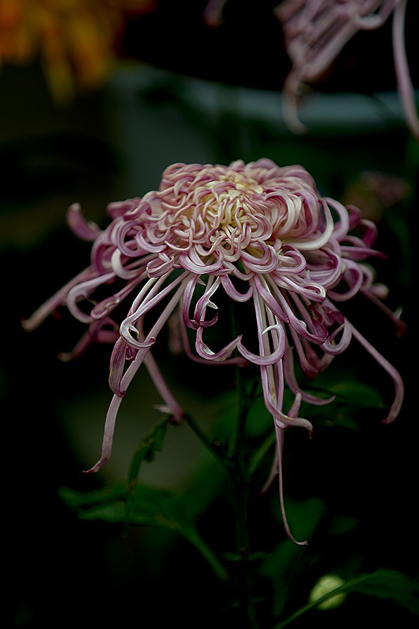 DSC05073改压发.jpg