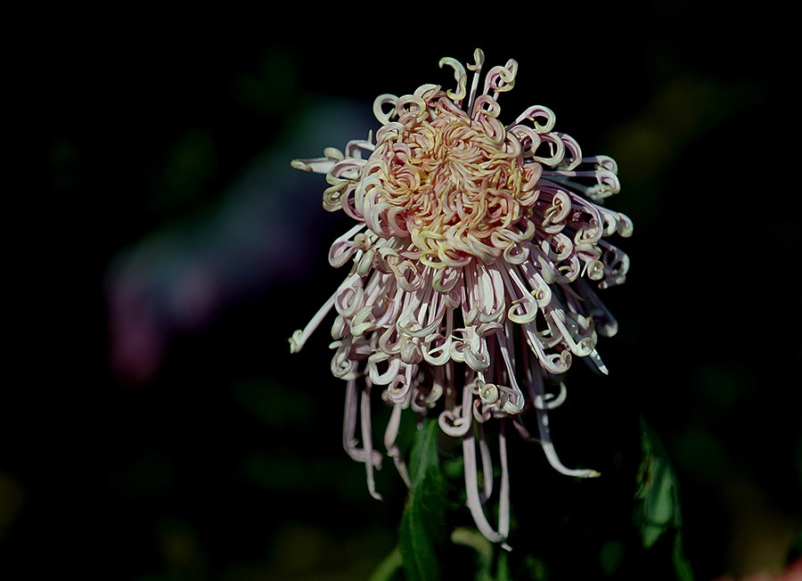DSC05085改压发.jpg