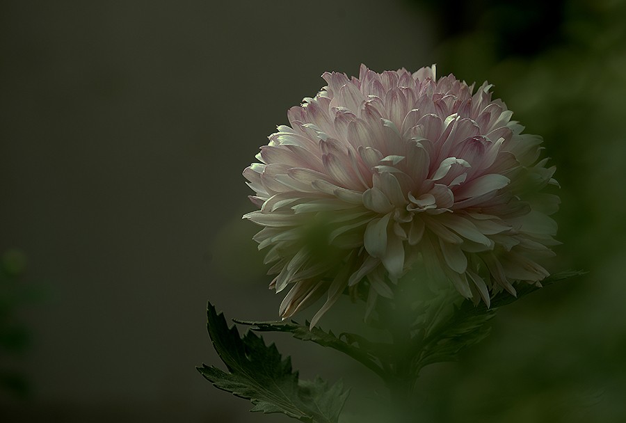 DSC05111改压发.jpg