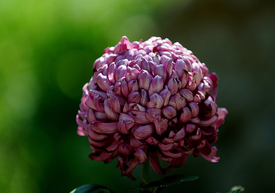 DSC05139改压发.jpg