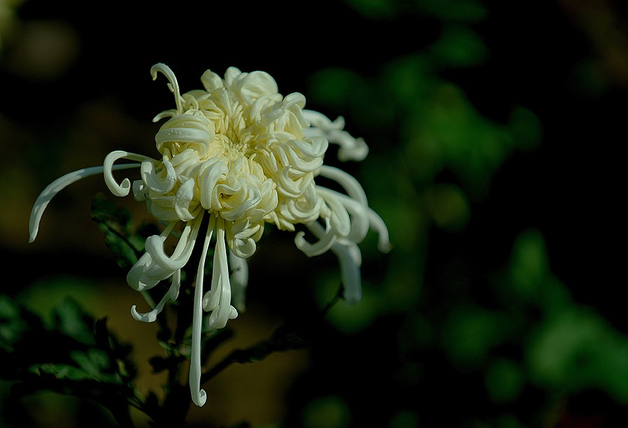 DSC05247改压发.jpg