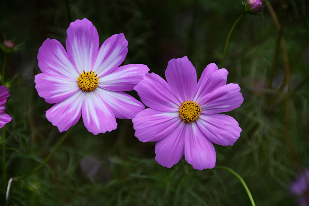 格桑花.jpg