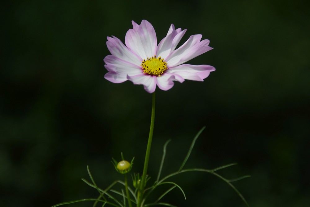 格桑花 (1).jpg